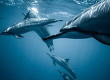 世界杯客户端安装说明-【集锦】维拉1-4切尔西,佩德罗戴帽,帕尔默破门